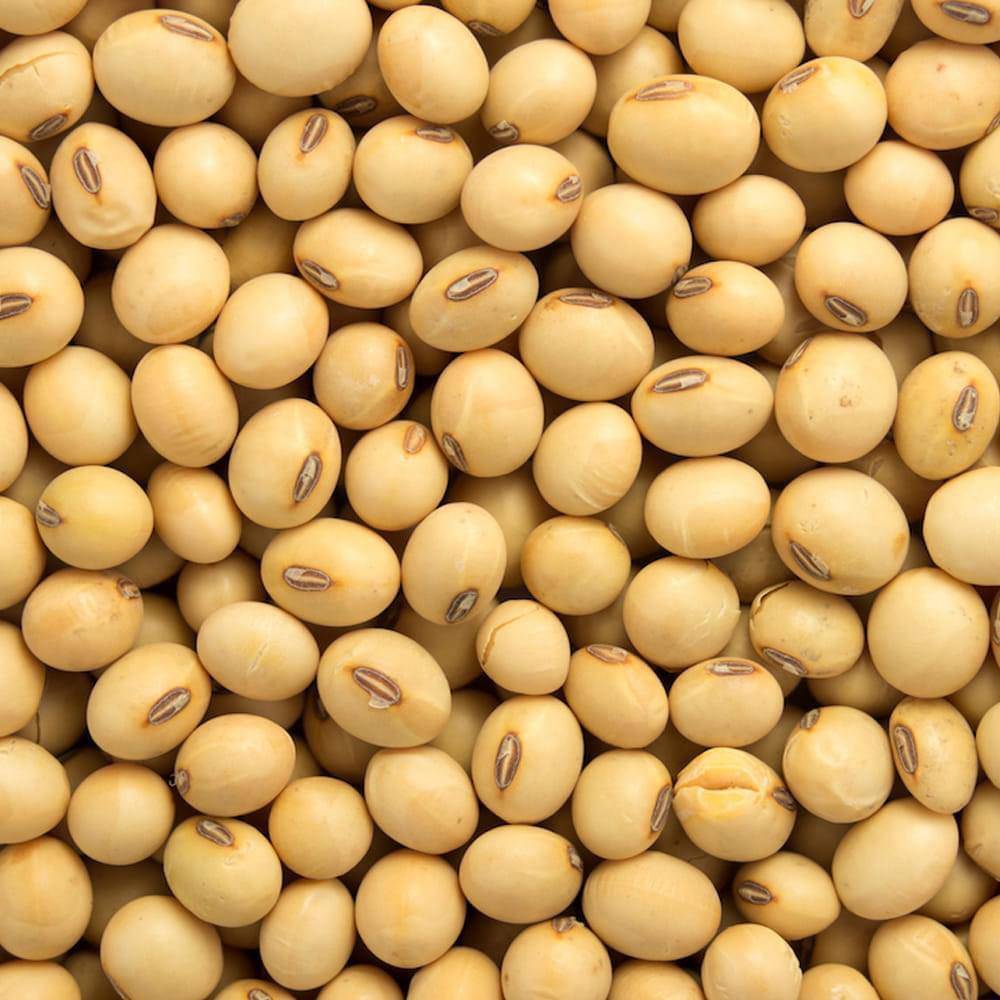 Non GMO Soya Beans for Sale, Brazil Non-GMO Soya Beans Exporters, Exportateurs de soja non OGM du Brésil, Exportadores de soja não transgênico do Brasil, 巴西非转基因大豆出口商, Exportadores de soja no modificada genéticamente de Brasil, مصدرو فول الصويا غير المعدل وراثياً من البرازيل