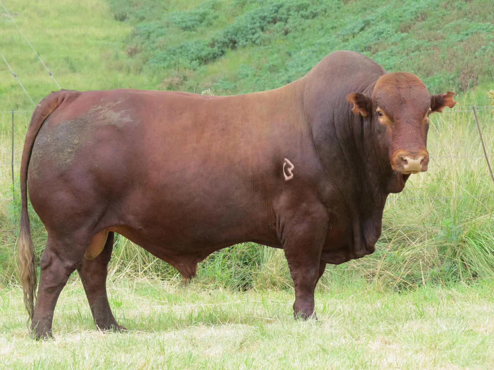 Bonsmara Calves, Heifers and Bulls, Brazil Bonsmara Cattle Exporters, Exportateurs de bovins Bonsmara du Brésil, Exportadores de gado Bonsmara do Brasil, 巴西邦斯玛拉牛出口商, Exportadores de ganado Bonsmara de Brasil, مصدرو ماشية بونسمارا من البرازيل