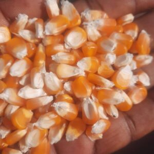 Non GMO Yellow Maize For Sale, Brazil Non-GMO Yellow Maize Exporters, Exportateurs de maïs jaune non OGM du Brésil, Exportadores de milho amarelo não transgênico do Brasil, 巴西非转基因黄玉米出口商, Exportadores de maíz amarillo no modificado genéticamente de Brasil, مصدرو الذرة الصفراء غير المعدلة وراثياً من البرازيل