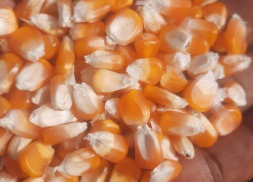 Non GMO Yellow Maize For Sale, Brazil Non-GMO Yellow Maize Exporters, Exportateurs de maïs jaune non OGM du Brésil, Exportadores de milho amarelo não transgênico do Brasil, 巴西非转基因黄玉米出口商, Exportadores de maíz amarillo no modificado genéticamente de Brasil, مصدرو الذرة الصفراء غير المعدلة وراثياً من البرازيل