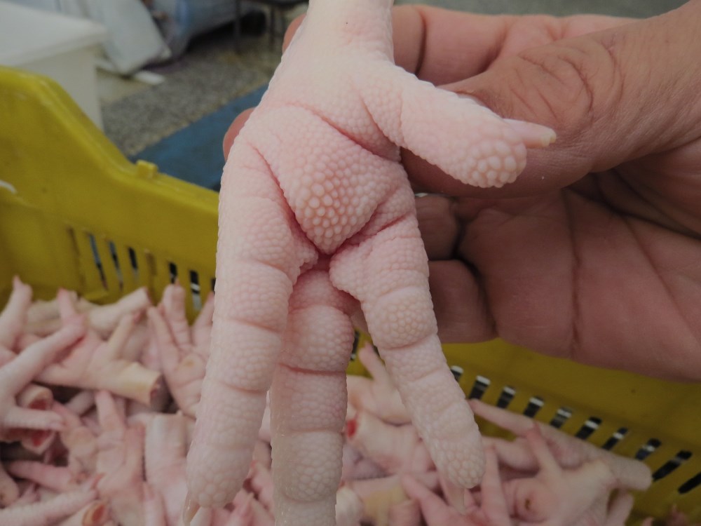 Chicken Feet for Sale, Brazil Chicken Paws Exporters, Exportateurs de pattes de poulet du Brésil, Exportadores de patas de frango do Brasil, 巴西鸡爪出口商, Exportadores de patas de pollo de Brasil, مصدرو أرجل الدجاج من البرازيل