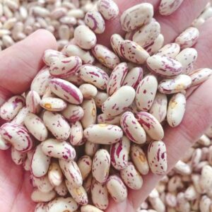 Non GMO Sugar Beans for Sale, Brazil Non-GMO Sugar Beans Exporters, Exportateurs de haricots sucrés non OGM du Brésil, Exportadores de feijão carioca não transgênico do Brasil, 巴西非转基因糖豆出口商, Exportadores de frijoles sugar no modificados genéticamente de Brasil, مصدرو الفاصوليا السكرية غير المعدلة وراثياً من البرازيل