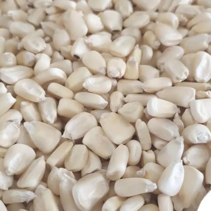 High-Quality Non-GMO White Maize for Sale, Brazil Non-GMO White Maize Exporters, Exportateurs de maïs blanc non OGM du Brésil, Exportadores de milho branco não transgênico do Brasil, 巴西非转基因白玉米出口商, Exportadores de maíz blanco no modificado genéticamente de Brasil, مصدرو الذرة البيضاء غير المعدلة وراثياً من البرازيل
