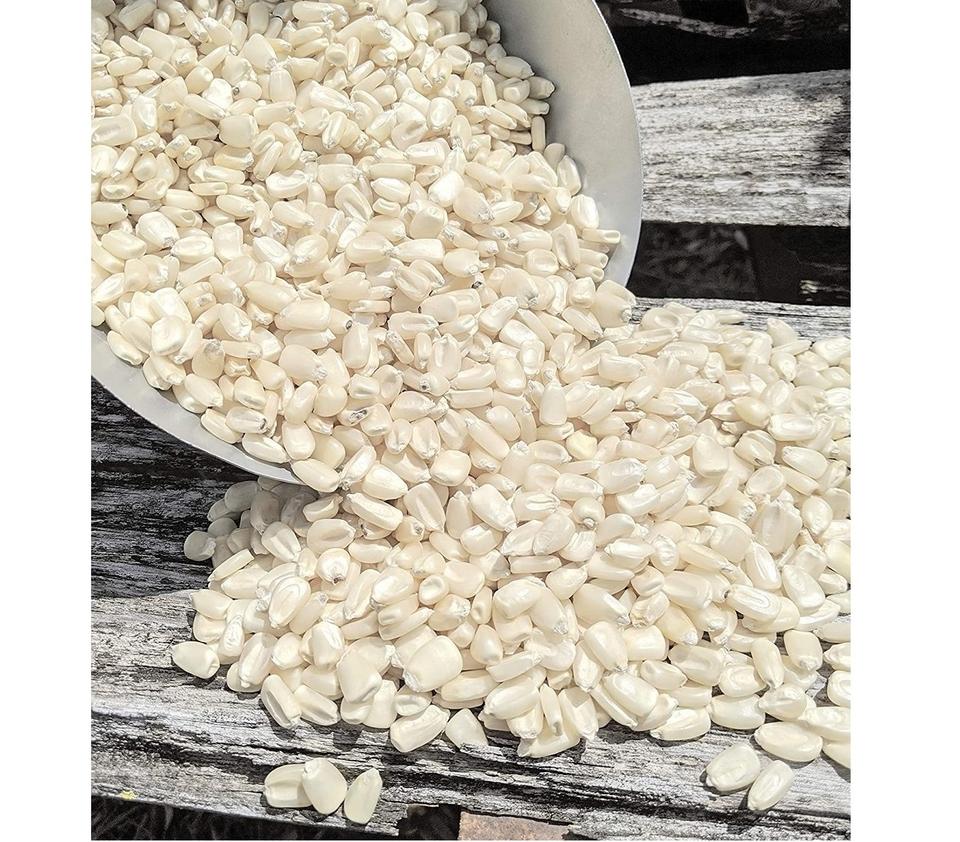 White Corn for Animal Feed, Brazil White Corn for Animal Feed Exporters, Exportateurs de maïs blanc pour alimentation animale du Brésil, Exportadores de milho branco para ração animal do Brasil, 巴西饲料用白玉米出口商, Exportadores de maíz blanco para alimentación animal de Brasil, مصدرو الذرة البيضاء لعلف الحيوانات من البرازيل