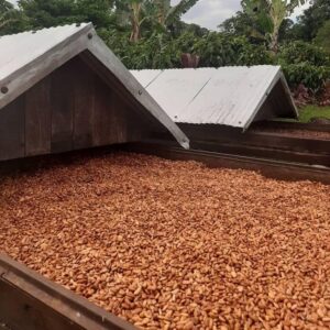 Cocoa Beans for Sale, Brazil Raw Cocoa Beans Exporters, Exportateurs de fèves de cacao brutes du Brésil, Exportadores de grãos de cacau crus do Brasil, 巴西生可可豆出口商, Exportadores de granos de cacao crudos de Brasil, مصدرو حبوب الكاكاو الخام من البرازيل