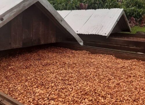 Cocoa Beans for Sale, Brazil Raw Cocoa Beans Exporters, Exportateurs de fèves de cacao brutes du Brésil, Exportadores de grãos de cacau crus do Brasil, 巴西生可可豆出口商, Exportadores de granos de cacao crudos de Brasil, مصدرو حبوب الكاكاو الخام من البرازيل
