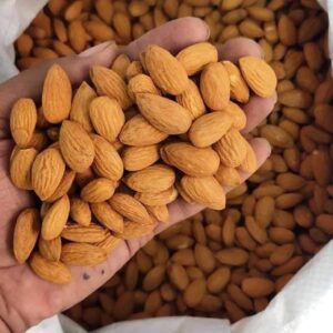 Almond Nuts for Sale, Brazil Almond Nuts Exporters, Exportateurs d’amandes du Brésil, Exportadores de amêndoas do Brasil, 巴西杏仁出口商, Exportadores de almendras de Brasil, مصدرو اللوز من البرازيل