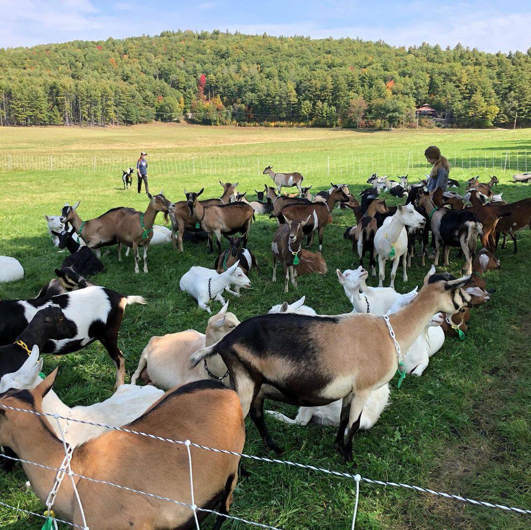 Alpine Goats for Sale, Brazil Alpine Goat Exporters, Exportateurs de chèvres Alpines du Brésil, Exportadores de cabras Alpinas do Brasil, 巴西阿尔卑斯山羊出口商, Exportadores de cabras Alpinas de Brasil, مصدرو الماعز الألبي من البرازيل