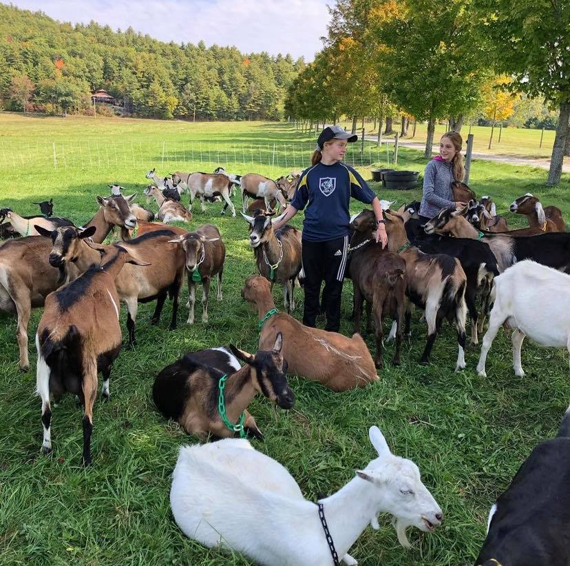 Alpine Goats for Sale