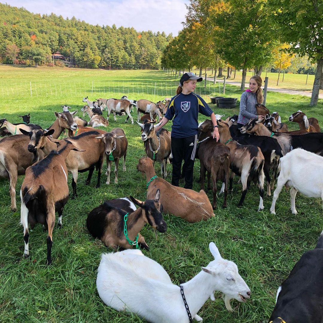 Alpine Goats for Sale