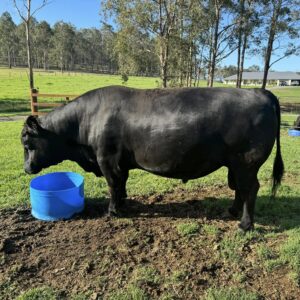 Angus Calves Heifers Bulls, Brazil Angus Cattle Exporters, Exportateurs de bovins Angus du Brésil, Exportadores de gado Angus do Brasil, 巴西安格斯牛出口商, Exportadores de ganado Angus de Brasil, مصدرو ماشية أنغوس من البرازيل