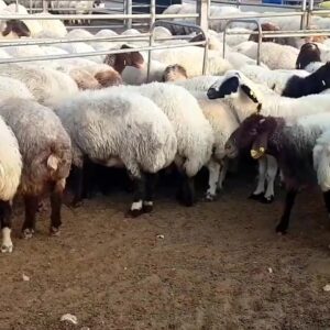 Awassi Sheep for Sale, Brazil Awassi Sheep Exporters, Exportateurs de moutons Awassi du Brésil, Exportadores de ovelhas Awassi do Brasil, 巴西阿瓦西羊出口商, Exportadores de ovejas Awassi de Brasil, مصدرو أغنام عواسي من البرازيل