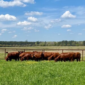 Beefmaster Calves Heifers Bulls, Brazil Beefmaster Cattle Exporters, Exportateurs de bovins Beefmaster du Brésil, Exportadores de gado Beefmaster do Brasil, 巴西比夫马斯特牛出口商, Exportadores de ganado Beefmaster de Brasil, مصدرو ماشية بيفماستر من البرازيل