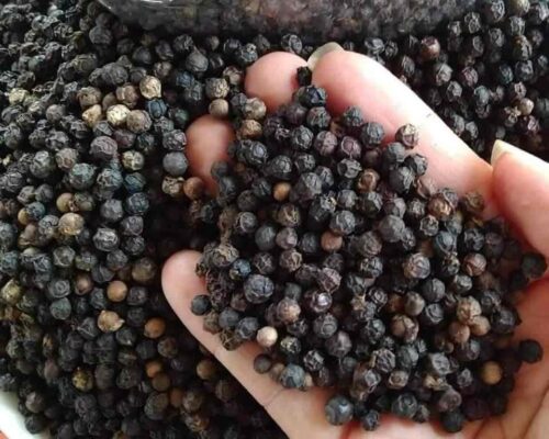 Black Pepper for Sale, Brazil Black Pepper Exporters, Exportateurs de poivre noir du Brésil, Exportadores de pimenta-do-reino do Brasil, 巴西黑胡椒出口商, Exportadores de pimienta negra de Brasil, مصدرو الفلفل الأسود من البرازيل