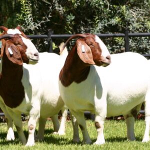 Boer Goats for Sale, Brazil Boer Goat Exporters, Exportateurs de chèvres Boer du Brésil, Exportadores de cabras Boer do Brasil, 巴西波尔山羊出口商, Exportadores de cabras Boer de Brasil, مصدرو الماعز البوير من البرازيل