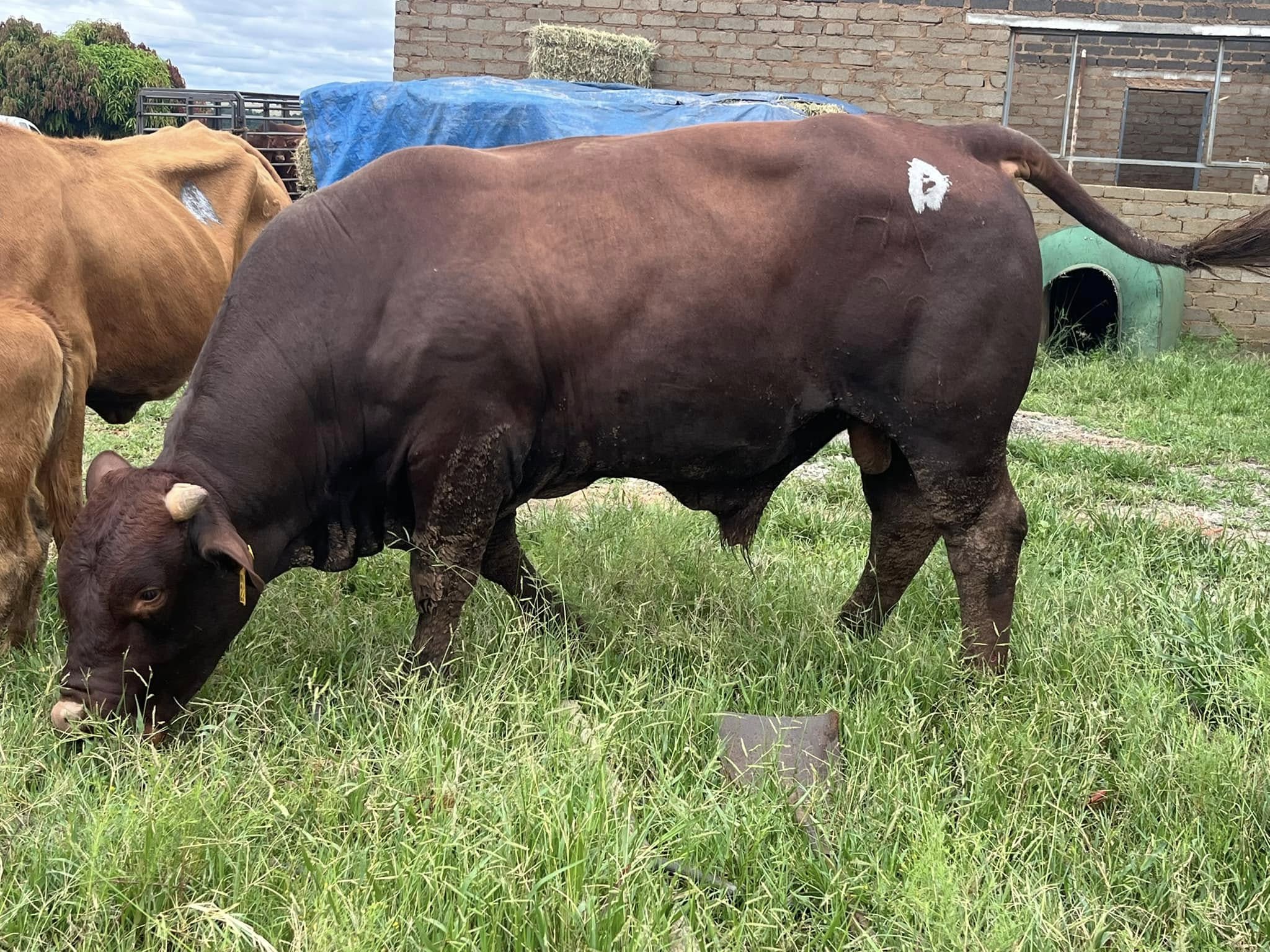 Bonsmara Calves, Heifers and Bulls