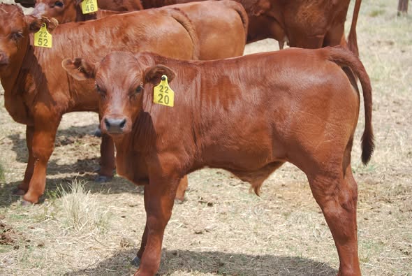 Bonsmara Calves, Heifers and Bulls