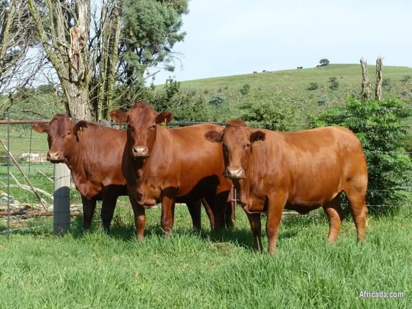 Bonsmara Calves, Heifers and Bulls