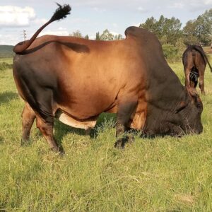 Boran (Calves, Heifers, Bulls), Brazil Boran Cattle Exporters, Exportateurs de bovins Boran du Brésil, Exportadores de gado Boran do Brasil, 巴西博兰牛出口商, Exportadores de ganado Boran de Brasil, مصدرو ماشية بوران من البرازيل