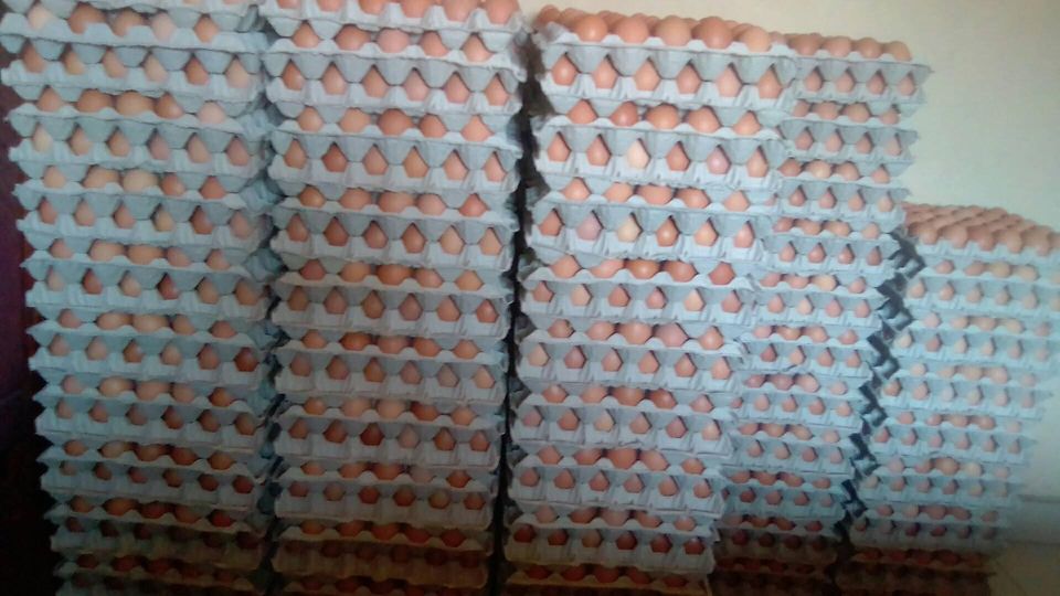 Chicken Eggs for Sale