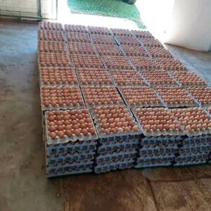 Chicken Eggs for Sale, Brazil Chicken Egg Exporters, Exportateurs d’œufs de poule du Brésil, Exportadores de ovos de galinha do Brasil, 巴西鸡蛋出口商, Exportadores de huevos de gallina de Brasil, مصدرو بيض الدجاج من البرازيل