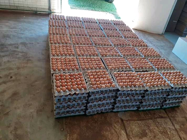 Chicken Eggs for Sale, Brazil Chicken Egg Exporters, Exportateurs d’œufs de poule du Brésil, Exportadores de ovos de galinha do Brasil, 巴西鸡蛋出口商, Exportadores de huevos de gallina de Brasil, مصدرو بيض الدجاج من البرازيل
