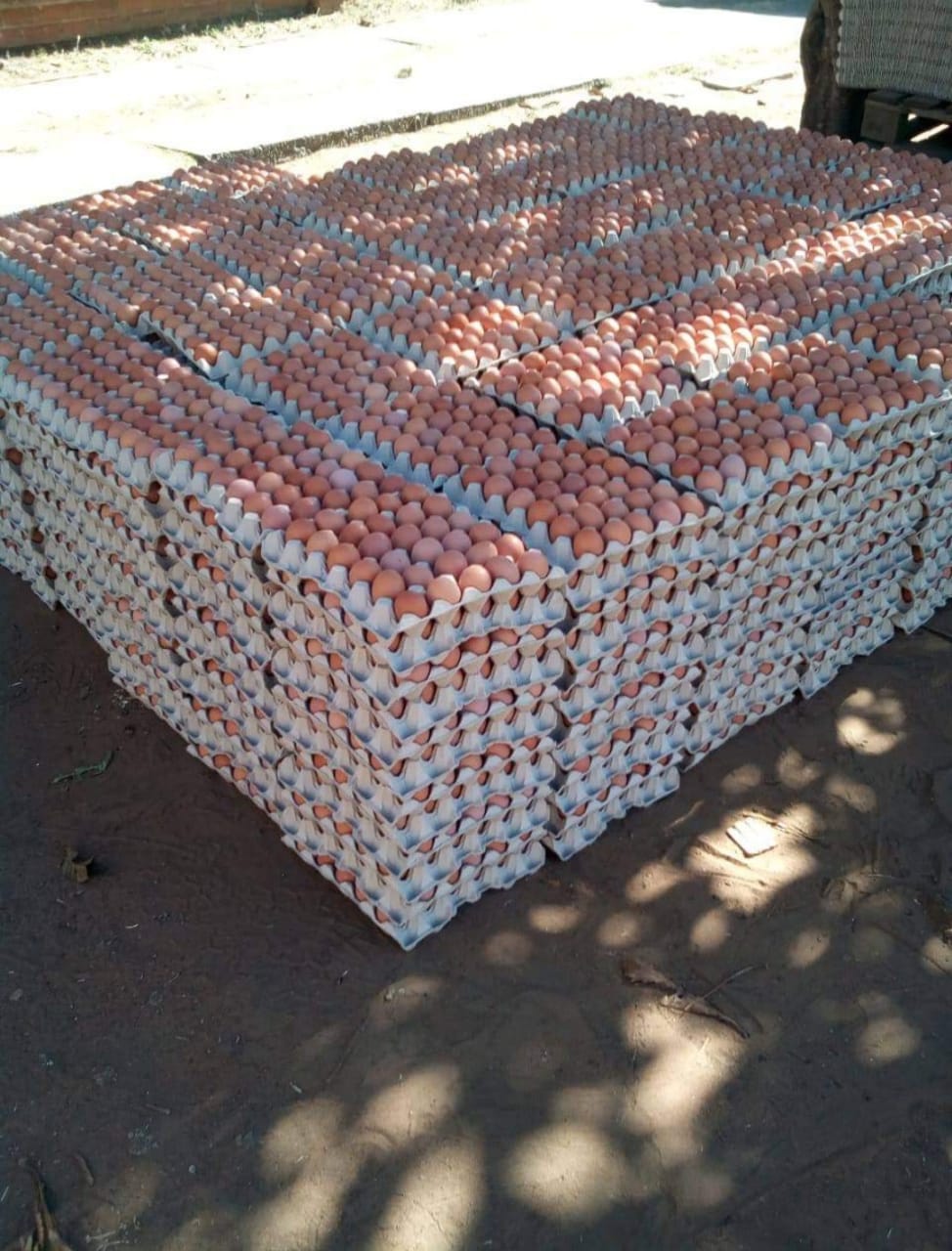 Chicken Eggs for Sale