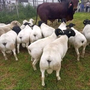 Dorper Sheep for Sale, Brazil Dorper Sheep Exporters, Exportateurs de moutons Dorper du Brésil, Exportadores de ovelhas Dorper do Brasil, 巴西多尔珀羊出口商, Exportadores de ovejas Dorper de Brasil, مصدرو أغنام دوربر من البرازيل