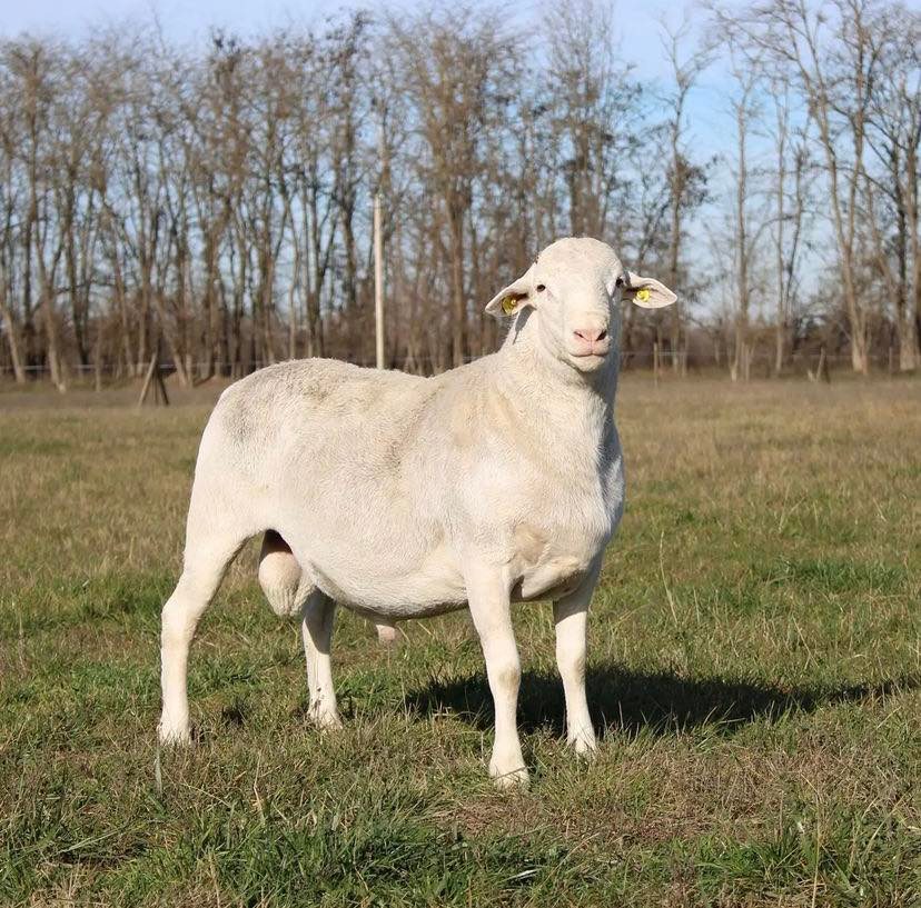 Dorper Sheep for Sale