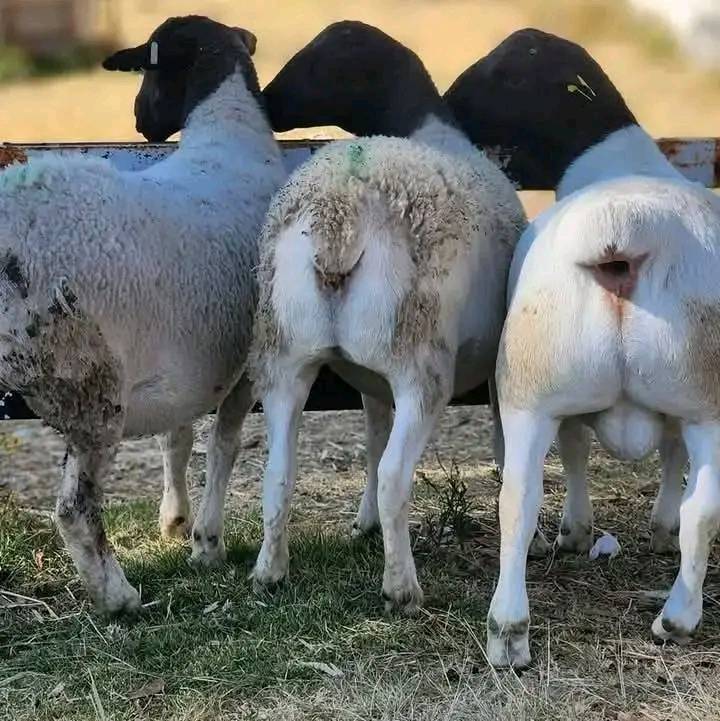 Dorper Sheep for Sale