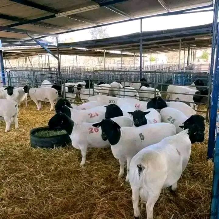 Dorper Sheep for Sale