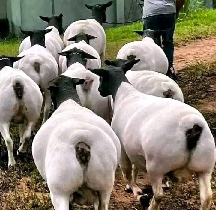 Dorper Sheep for Sale