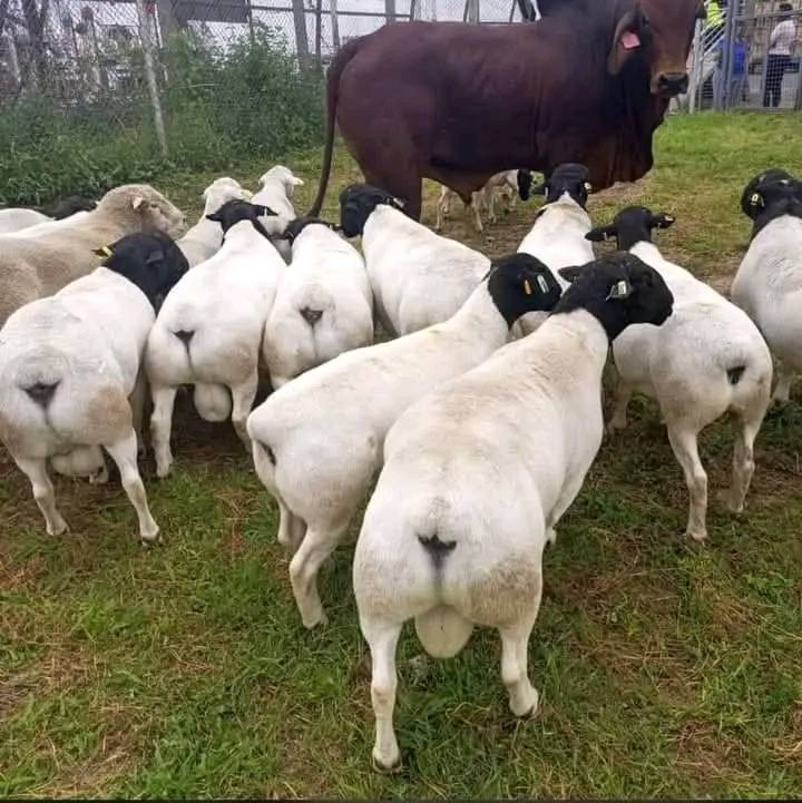 Dorper Sheep for Sale, Brazil Dorper Sheep Exporters, Exportateurs de moutons Dorper du Brésil, Exportadores de ovelhas Dorper do Brasil, 巴西多尔珀羊出口商, Exportadores de ovejas Dorper de Brasil, مصدرو أغنام دوربر من البرازيل