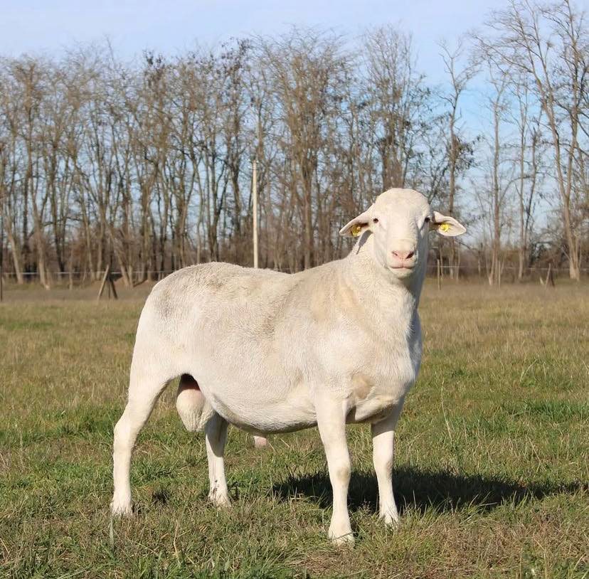Dorper Sheep for Sale