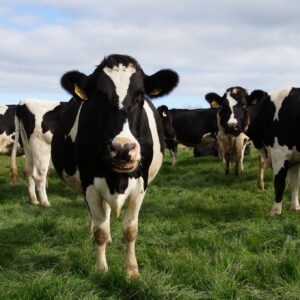 Friesian Holstein Calves Heifers Bulls, Brazil Friesian Holstein Cattle Exporters, Exportateurs de bovins Friesian Holstein du Brésil, Exportadores de gado Friesian Holstein do Brasil, 巴西荷斯坦弗里斯牛出口商, Exportadores de ganado Friesian Holstein de Brasil, مصدرو ماشية فريزيان هولشتاين من البرازيل