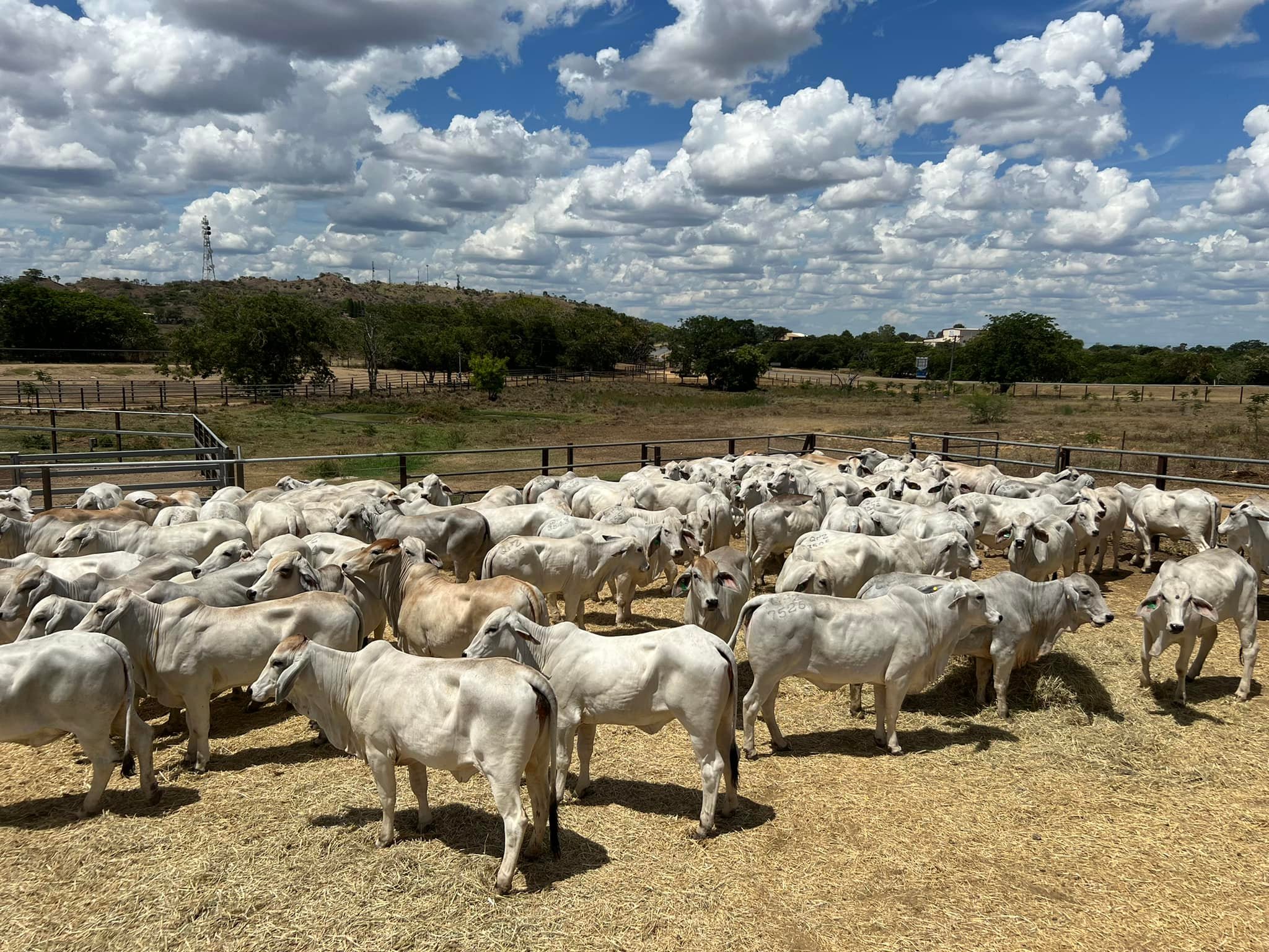 Grey Brahman Calves Heifers Bulls