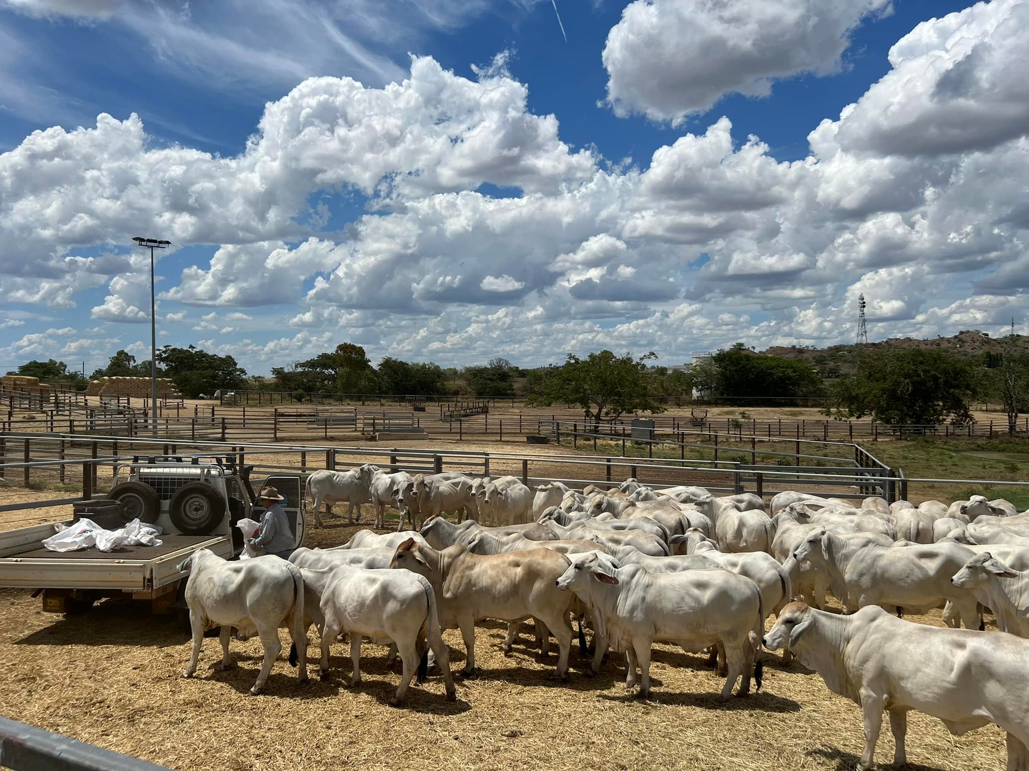 Grey Brahman Calves Heifers Bulls