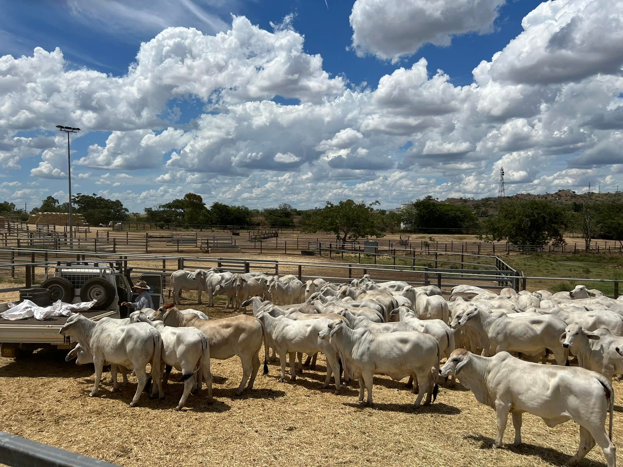 Grey Brahman Calves Heifers Bulls