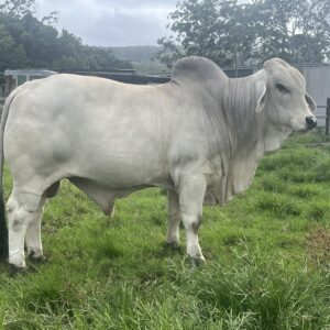 Grey Brahman Calves Heifers Bulls, Brazil Grey Brahman Cattle Exporters, Exportateurs de bovins Grey Brahman du Brésil, Exportadores de gado Grey Brahman do Brasil, 巴西灰色婆拉曼牛出口商, Exportadores de ganado Grey Brahman de Brasil, مصدرو ماشية جراي براهمان من البرازيل