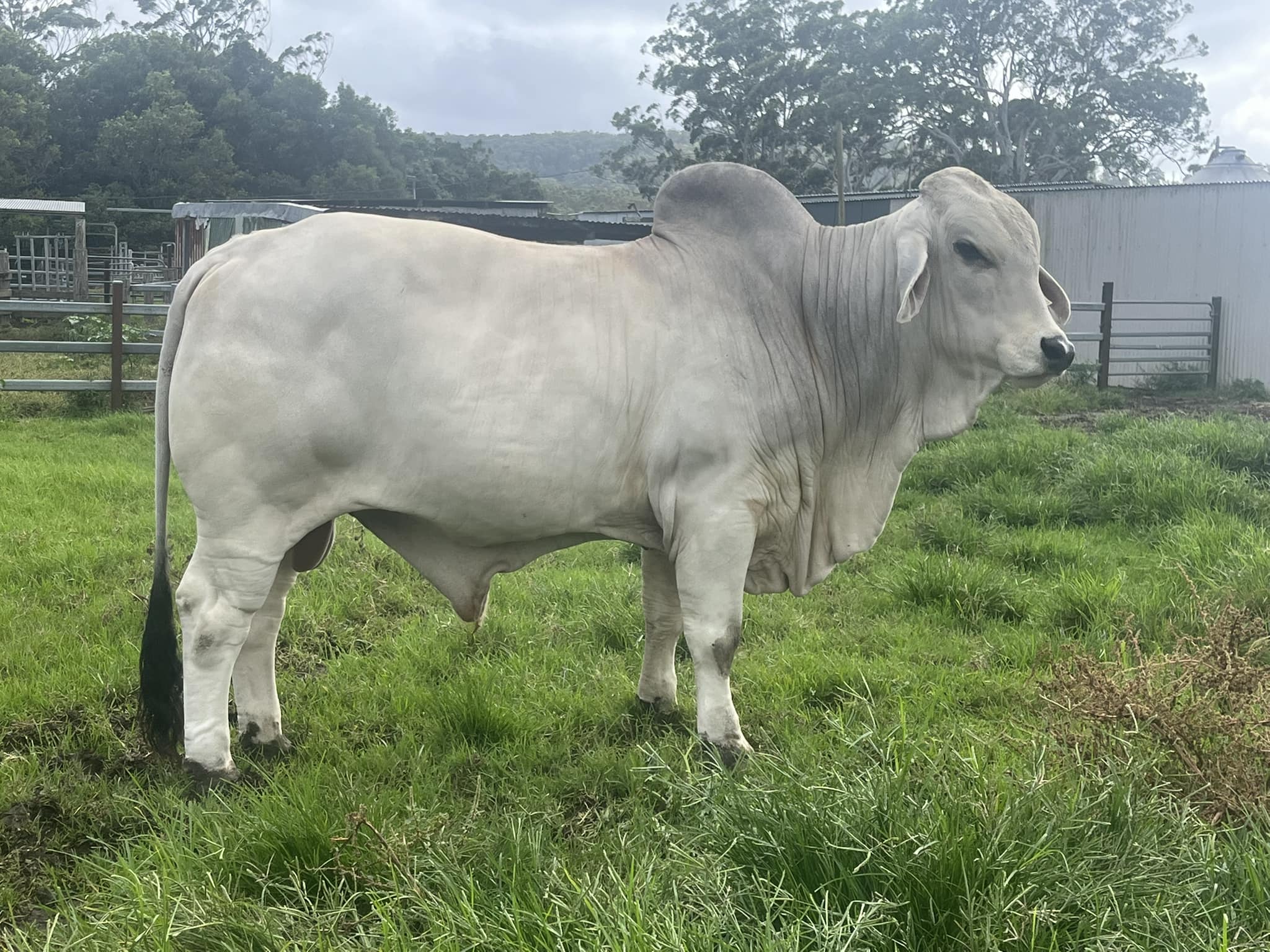 Grey Brahman Calves Heifers Bulls, Brazil Grey Brahman Cattle Exporters, Exportateurs de bovins Grey Brahman du Brésil, Exportadores de gado Grey Brahman do Brasil, 巴西灰色婆拉曼牛出口商, Exportadores de ganado Grey Brahman de Brasil, مصدرو ماشية جراي براهمان من البرازيل
