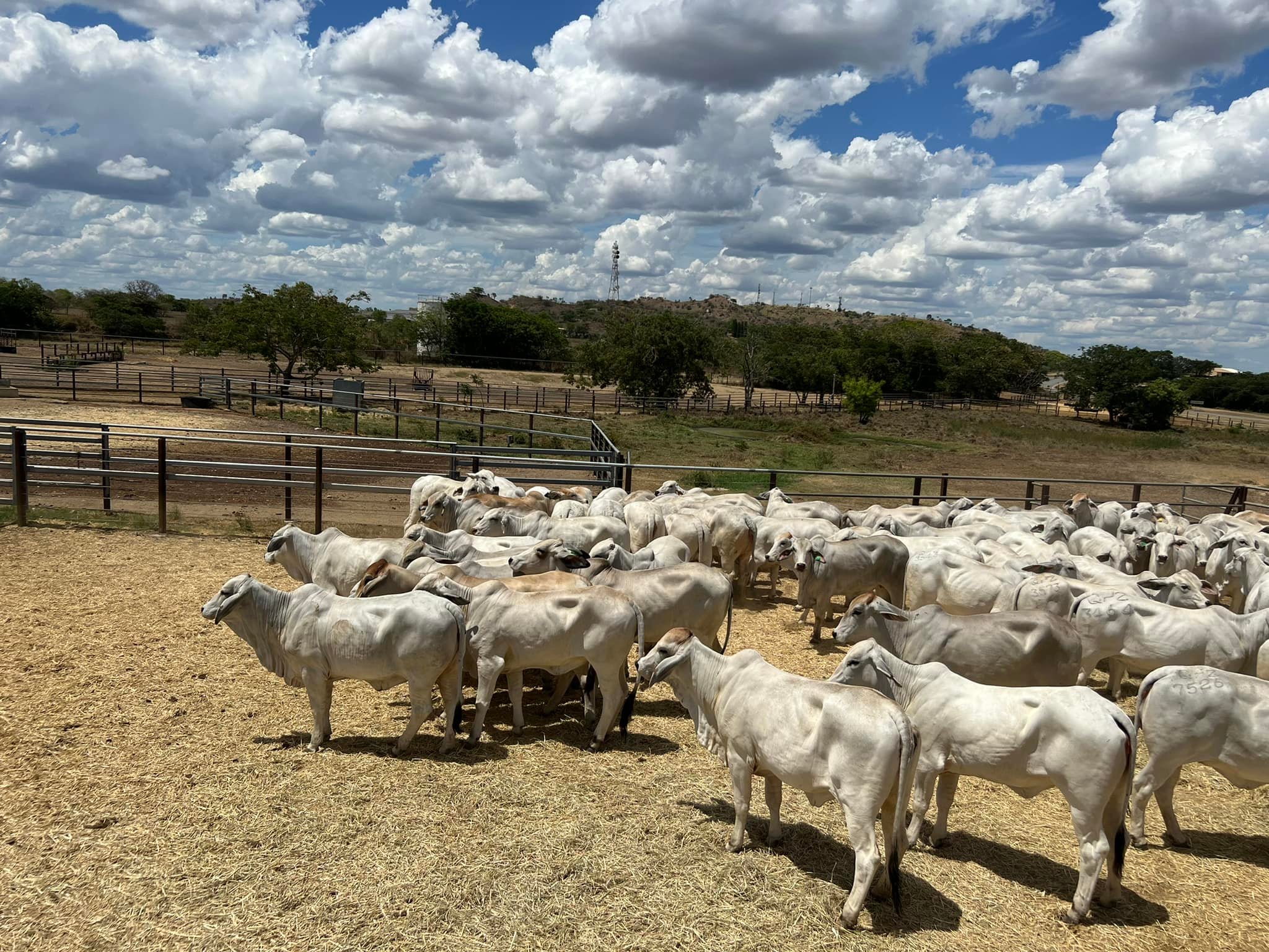 Grey Brahman Calves Heifers Bulls