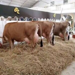 Jersey Calves Heifers Bulls, Brazil Jersey Cattle Exporters, Exportateurs de bovins Jersey du Brésil, Exportadores de gado Jersey do Brasil, 巴西泽西牛出口商, Exportadores de ganado Jersey de Brasil, مصدرو ماشية جيرسي من البرازيل