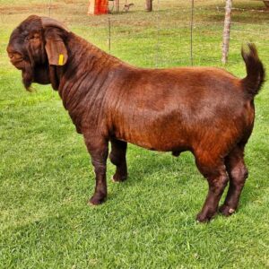 Kalahari Red Goats for Sale, Brazil Kalahari Red Goat Exporters, Exportateurs de chèvres Kalahari Red du Brésil, Exportadores de cabras Kalahari Red do Brasil, 巴西卡拉哈里红山羊出口商, Exportadores de cabras Kalahari Red de Brasil, مصدرو الماعز كalahari الأحمر من البرازيل