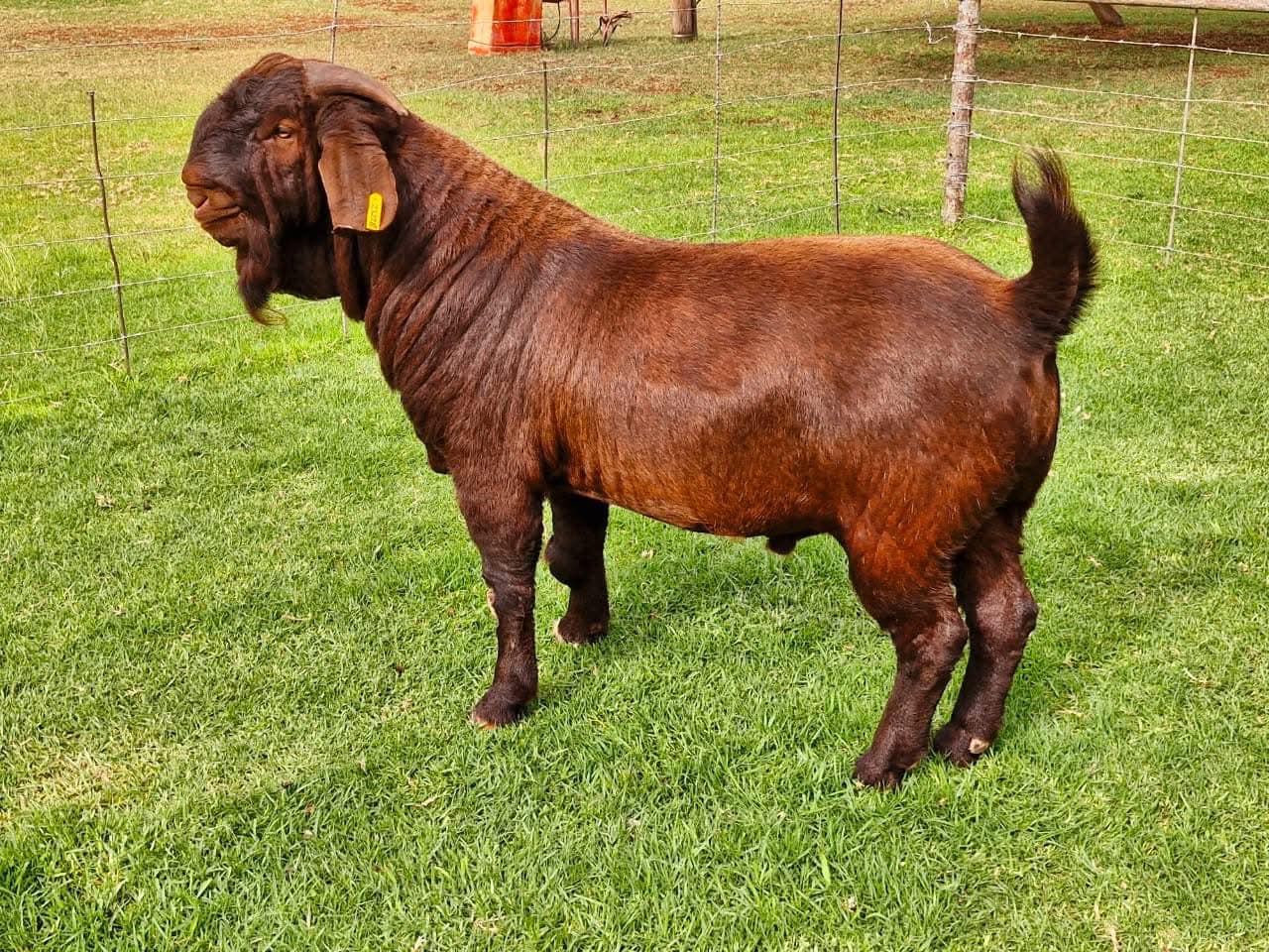 Kalahari Red Goats for Sale, Brazil Kalahari Red Goat Exporters, Exportateurs de chèvres Kalahari Red du Brésil, Exportadores de cabras Kalahari Red do Brasil, 巴西卡拉哈里红山羊出口商, Exportadores de cabras Kalahari Red de Brasil, مصدرو الماعز كalahari الأحمر من البرازيل