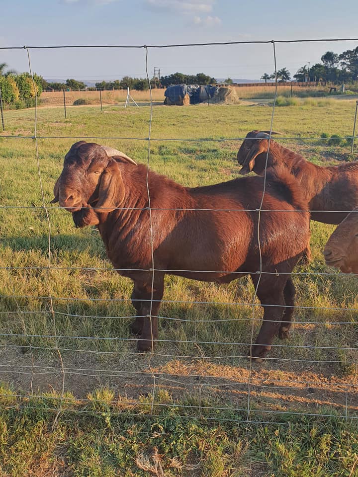 Kalahari Red Goats for Sale