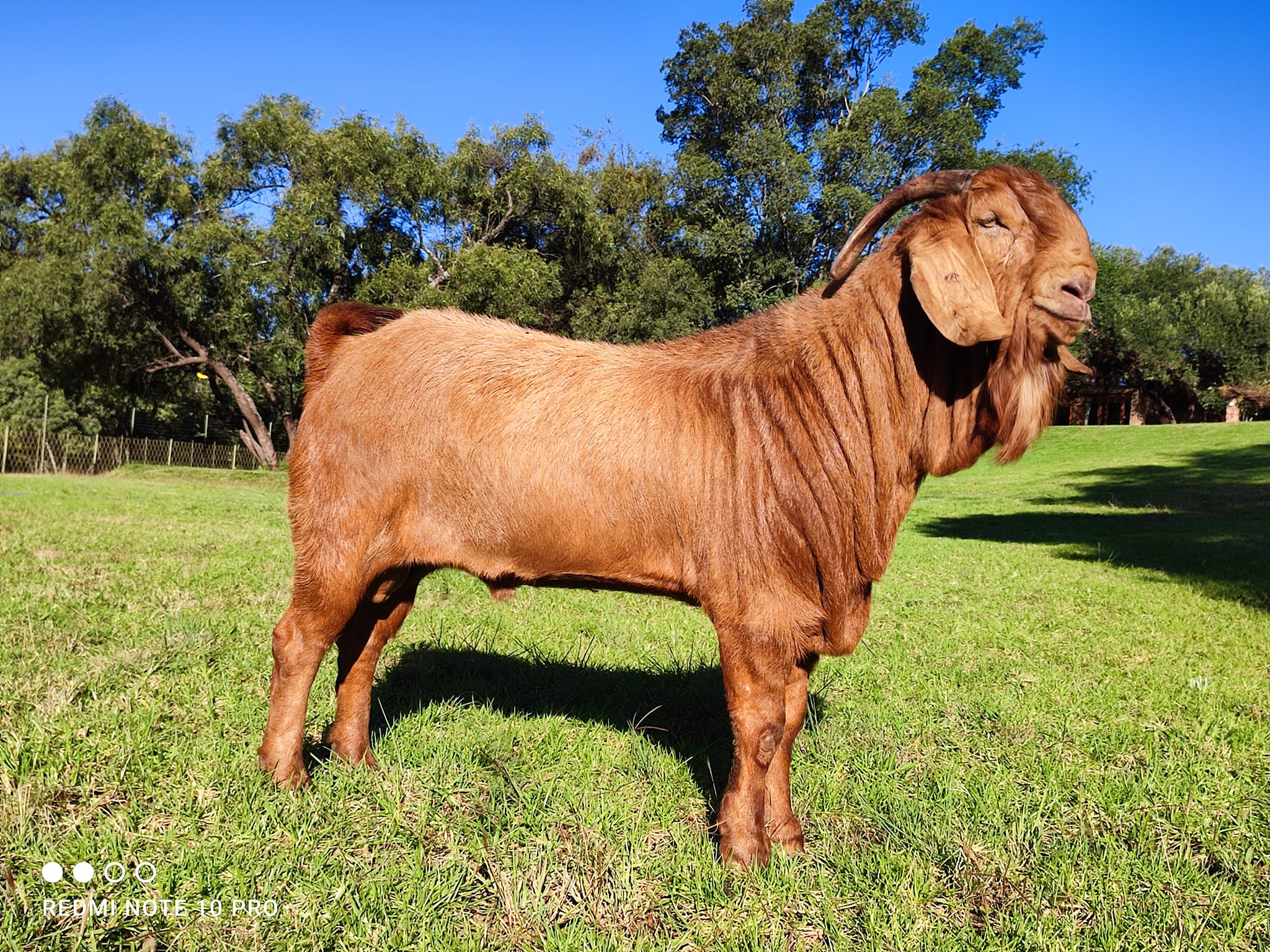 Kalahari Red Goats for Sale