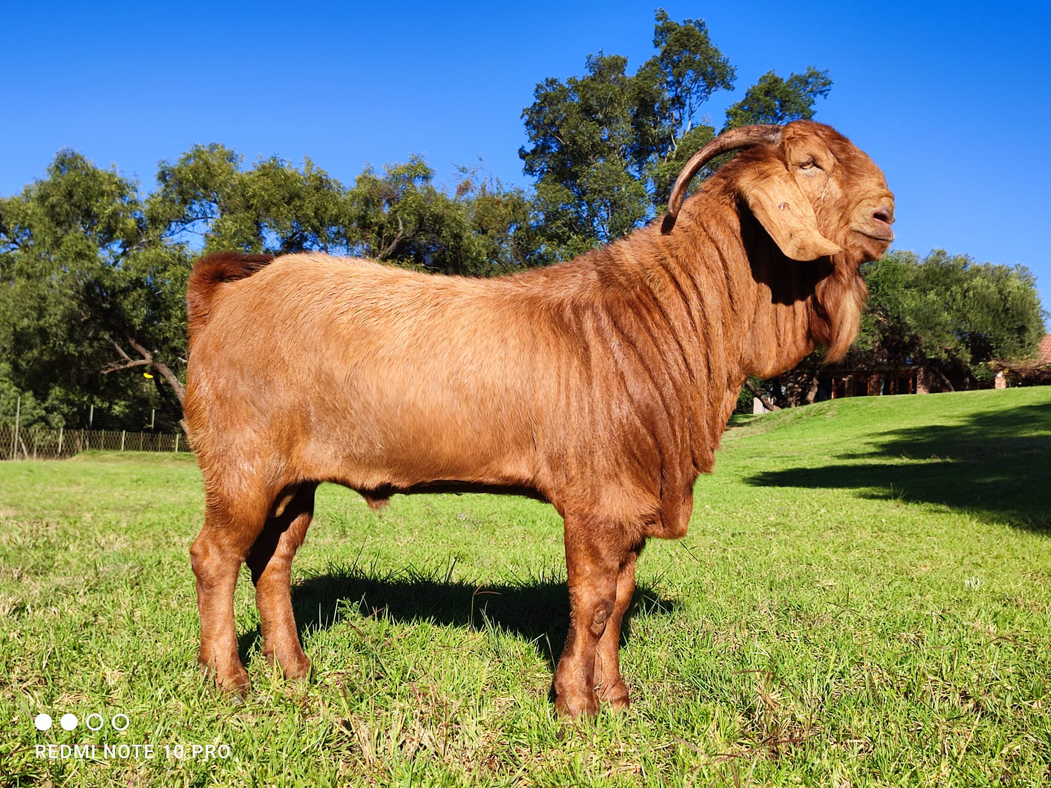 Kalahari Red Goats for Sale