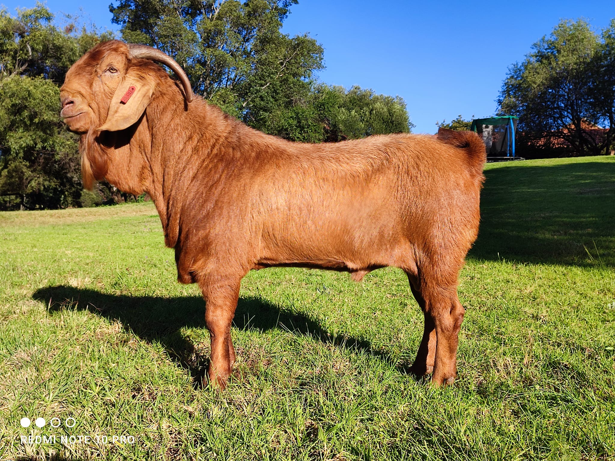 Kalahari Red Goats for Sale
