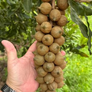 Macadamia Nuts for Sale, Brazil Macadamia Nuts Exporters, Exportateurs de noix de macadamia du Brésil, Exportadores de macadâmia do Brasil, 巴西夏威夷果出口商, Exportadores de nuez de macadamia de Brasil, مصدرو مكاديميا من البرازيل