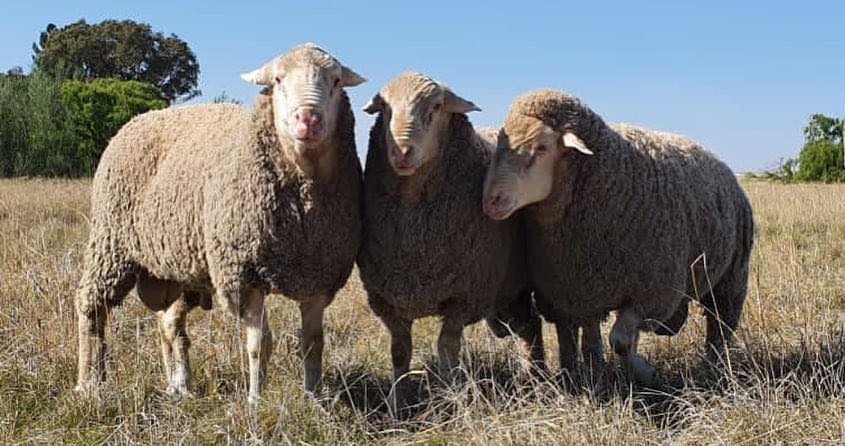 Merino Sheep for Sale